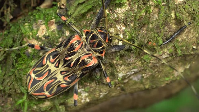 Female Harlequin Beetle (Acrocinus longimanus). A very large beetle from the Amazon, well known for carrying pseudoscorpions and mites under the elytra. 
