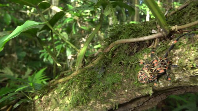 Female Harlequin Beetle (Acrocinus longimanus). A very large beetle from the Amazon, well known for carrying pseudoscorpions and mites under the elytra. 