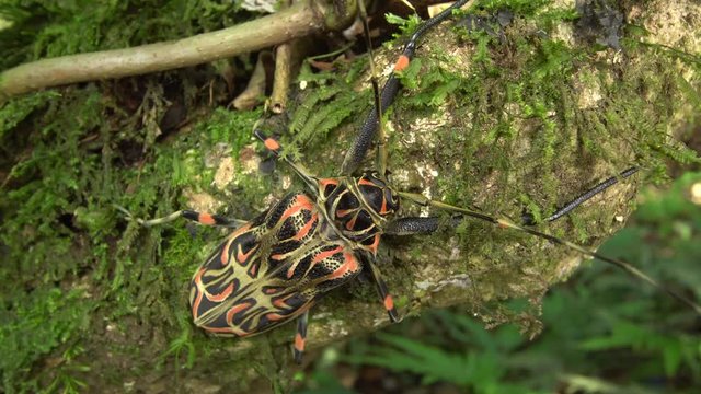 Female Harlequin Beetle (Acrocinus longimanus). A very large beetle from the Amazon, well known for carrying pseudoscorpions and mites under the elytra. 