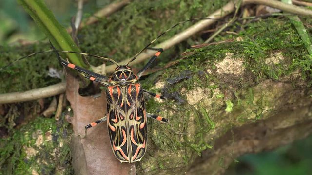 Female Harlequin Beetle (Acrocinus longimanus). A very large beetle from the Amazon, well known for carrying pseudoscorpions and mites under the elytra. 