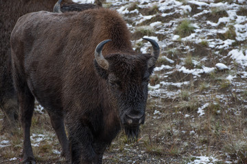 Fototapeta premium Wood Bison (Bison bison athabascae) or mountain bison in Northern Rockey Mountains Provincial park