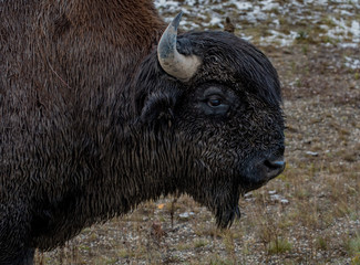Fototapeta premium Wood Bison (Bison bison athabascae) or mountain bison in Northern Rockey Mountains Provincial park