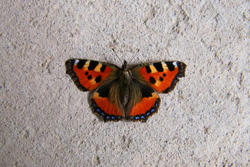 Fototapeta na wymiar Monarch butterfly on the concrete floor