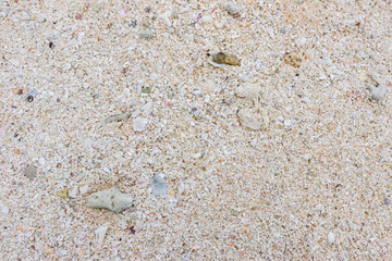 沖縄竹富島　サンゴの砂とヤドカリ