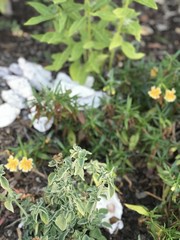 Shells and flowers in a garden