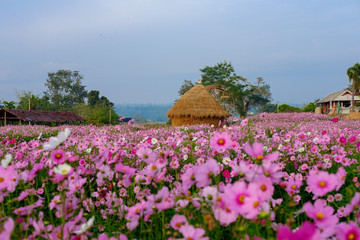 Fototapeta na wymiar Beautiful Cosmos field in Chiang Mai, Thailand.