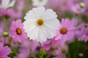 Beautiful Cosmos field in Chiang Mai, Thailand.
