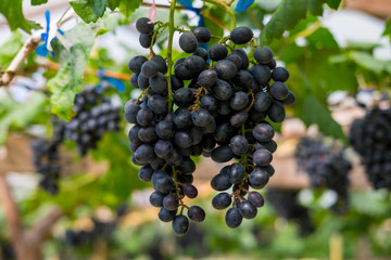 grapes hanging on the tree.