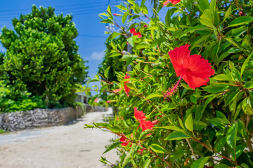 沖縄竹富島　白砂の道と街並み