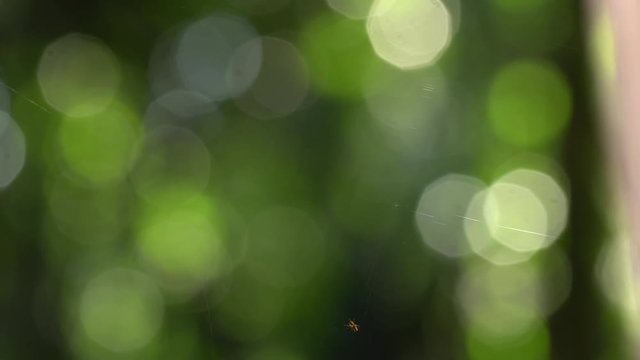 Time-lapse of a spider making a web in the rainforest understory in the Ecuadorian Amazon.