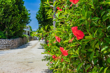 沖縄竹富島　ハイビスカス　南国イメージ