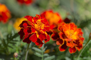 red yellow marigold