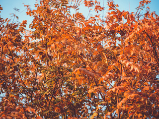 Autumn foliage at sunset