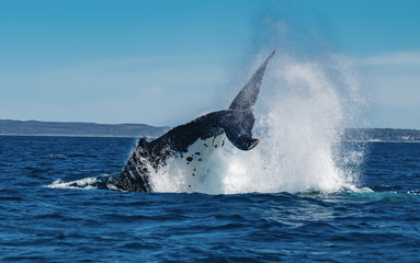 Fototapeta premium Humpback Whale