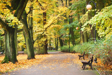 Footpath and bench for relaxation in autumnal park, yellow and orange leaves