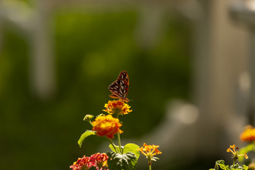 Borboleta