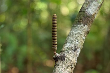 flowers worm in branch on green bokeh background
