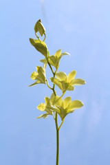 Orchid Sky Background