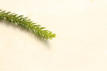 spruce leaf