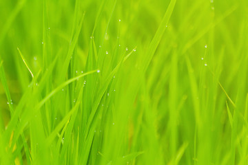 Rice with drop of water.Paddy rice field in the morning..Water drop on natural rice green field background, selective focus..Green rice pattern background.