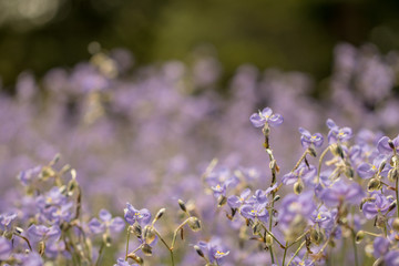Murdannia giganteum flower on blurry background. Abstract flower soft focus and blurred background.