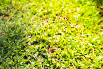 space green for background