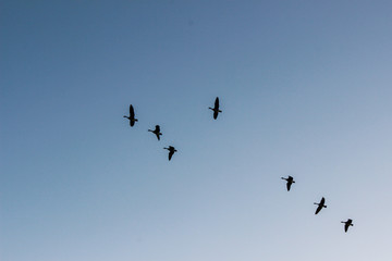 flock of geese flying through a clear blue sky 