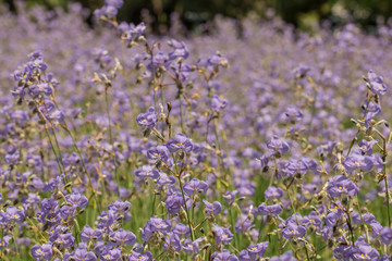 Murdannia giganteum flower on blurry background.