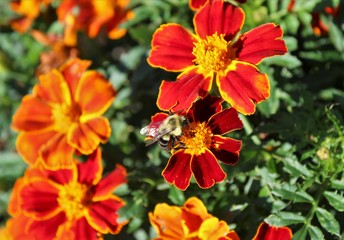 A busy bee working on marigold flowers