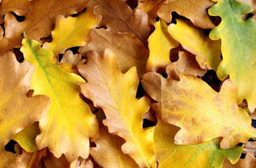 background a lot of autumn yellowed oak leaves
