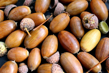 oak leaves and acorns with a hat