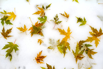 Autumn background, green and yellow sycamore leaves on the first snow. Snow fell in early autumn when the trees were covered with leaves. Fallen leaves in the snow.