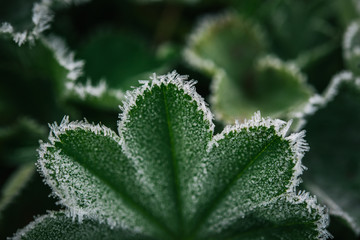 autumn grass in the frost
