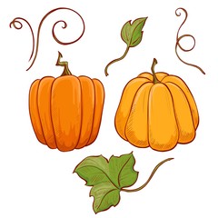 Image of pumpkins on white background. Design elements