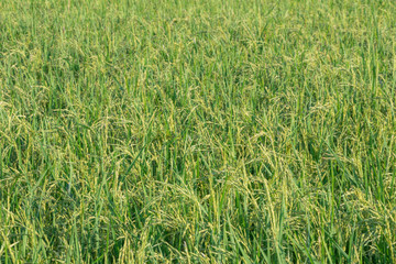 Rice fields and Green natural background.