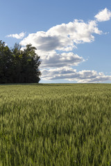 Field of young wheat in the rays of the sun.