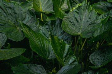 Fototapeta na wymiar Green tropical leaves background. Nature concept