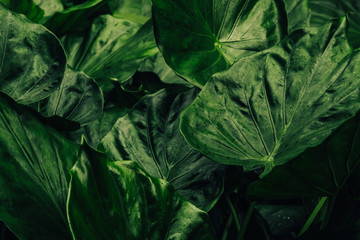 Fototapeta na wymiar Green tropical leaves and nature background in dark tone