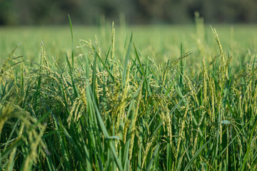 Rice field green background.