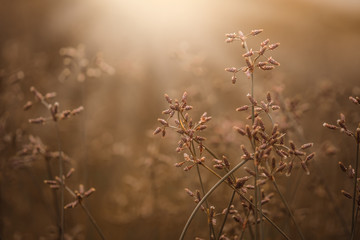 Grass flower in sun light vintage style background