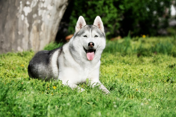 A pregnant mature Siberian husky female dog is lying down on green grass. There is some tree trunk on the background. A bitch has grey and white fur and blue eyes.
