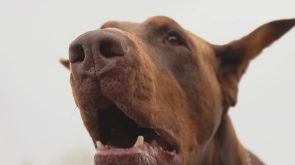 Doberman breed dog barking
