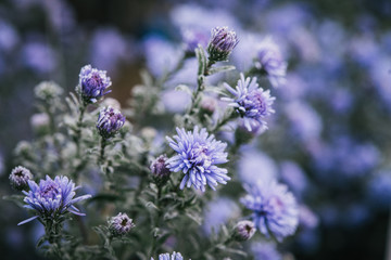 Flowers in the frost