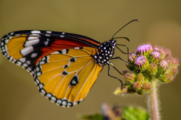 butterfly on flower