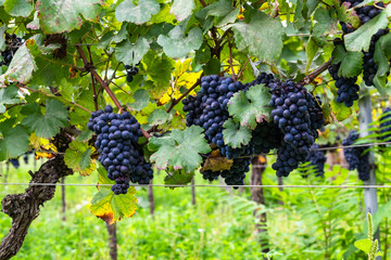 Weinstock mit vielen Reben