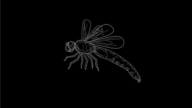2d Animation motion graphics showing a drawing of a dragonfly flapping wings side view on white and green screen with alpha matte in HD high definition.