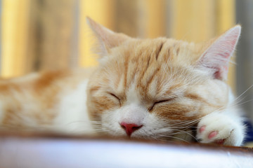 Munchkin is sleeping