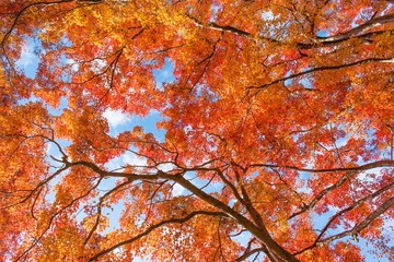 青空バックに見上げるイロハモミジの紅葉