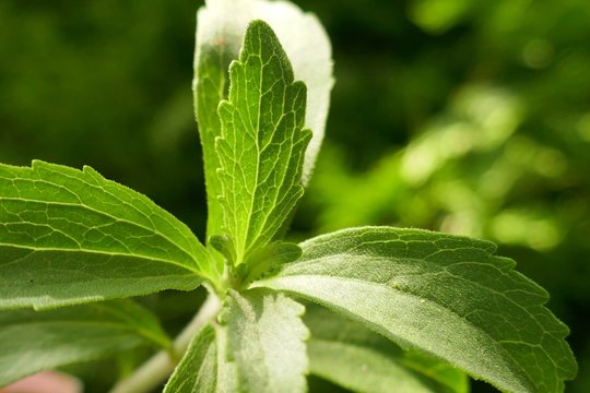 Stevia plant.Stevia rebaudiana, sweetener herb. vegetable sweetener.   twig stevia on green blurred background.healthy diet food
