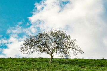 Árbol solitario